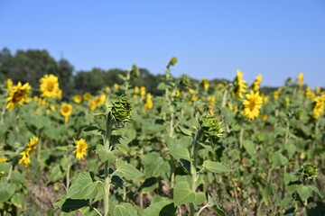 Natural sunflower background with vibrant yellow petals and green leaves. Perfect for textures, patterns, and design use.