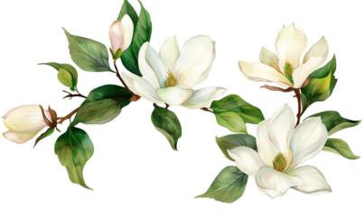 water color branch with white flowers and green leaves on a transparent background