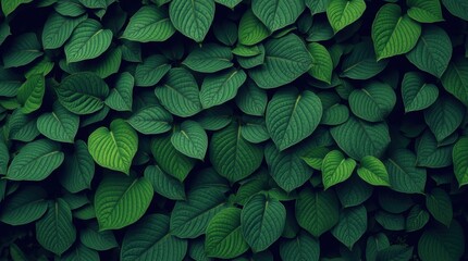 A Lush Canvas of Verdant Leaves: An Inviting Tapestry of Nature's Texture and Emergent Life