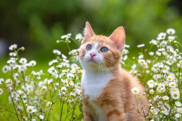 A portrait of a cute red and white small kitten in flower lawn in summer © Mykhailo