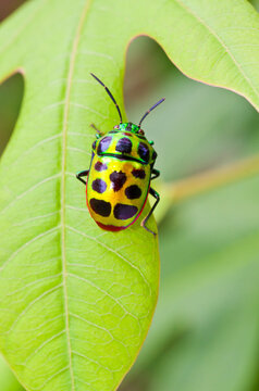 Jewel Bug (Chrysocoris patricius) and Green garden.