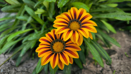 blooming orange and yellow treasure flowers with bee collecting pollen