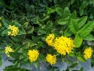 yellow flowers in the garden