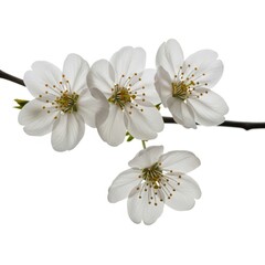 Fototapeta premium Delicate white spring blossoms on a dark branch delicate floral nature beauty
