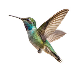 Obraz premium Beautiful blue throated hummingbird isolated on transparent background