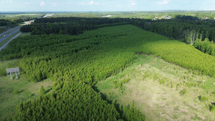 Aerial view of afforestation tree nursery © AlexGo