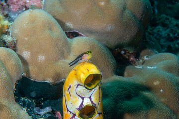 Clown Blenny  on coral reef of Bali, Indonesia