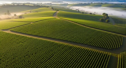 Expansive vineyard landscape at sunrise, bathed in soft morning light with rolling hills and mist