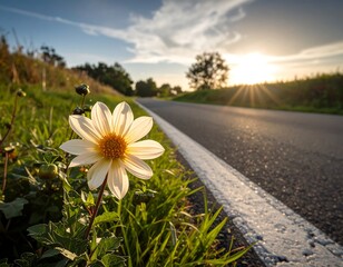 A single, cream-colored flower by a road at sunset