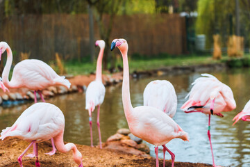 Pink flamingos wading in shallow water pond