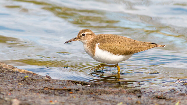 seagull on the beach