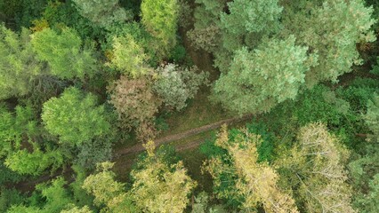 Green and yellow trees lining forest path