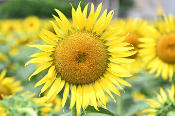 ひまわり畑の大きなひまわり