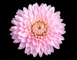 Close-up of a delicate pink flower