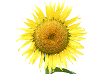 ひまわり畑の大きなひまわり