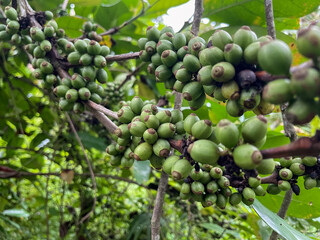 a bunch of wild green liberica coffee beans in indonesia forest
