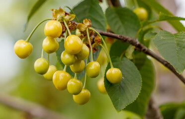 A bunch of green cherries hanging from a tree