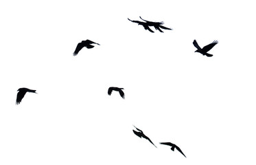 A flock of birds fly in the sky
