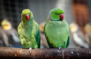 Two green parrots are sitting on a branch