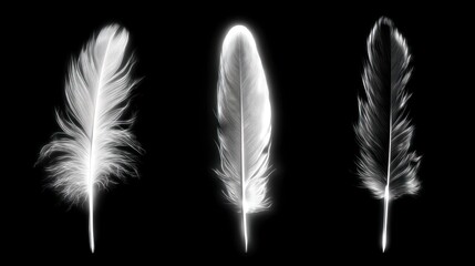 Three white feathers isolated
