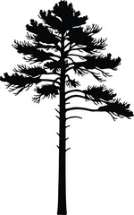 Obraz premium Vector Eastern White Pine Tree detailed black silhouette Illustrator