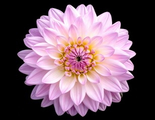 Close-up of a delicate, light-pink dahlia