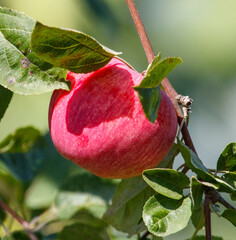 Obraz na płótnie Canvas Red apple is hanging from a tree