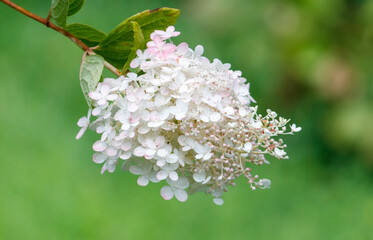 A white flower with pink petals