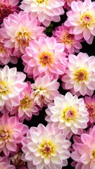 Close-up of pink and white dahlia flowers on black background