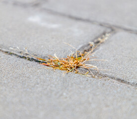 A patch of grass is laying on the sidewalk