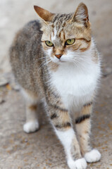 A cat with green eyes stands on a concrete floor
