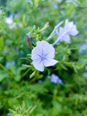 Petals of blooming Plumbago auriculata