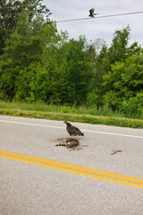 Turkey vultures close in roadkill from a motor vehicle accident