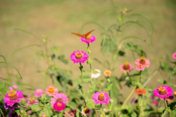 Butterfly hovers above vibrant pink zinnias in garden