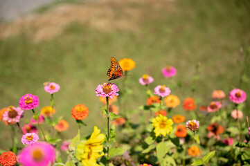 Butterfly flying over pink zinnia in vibrant flower garden