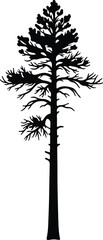 Vector Single black pine tree graphic silhouette Illustrator