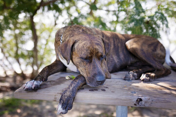 Brindle Staffordshire terrier dog sleeping on picnic table outside