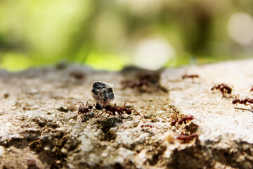 Ants Working Together Carrying a Heavy Load in Nature