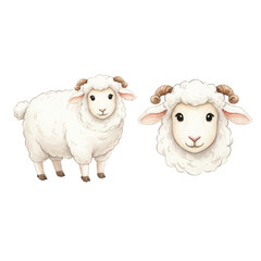 sheep illustration fullbody and head