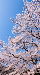 Beautiful Cherry Blossoms in Springtime.