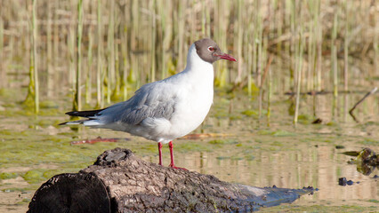 black headed gull