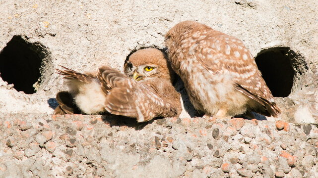 barn owl in the nest