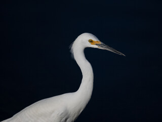 Snowy Egret (Egretta thula) in profile against a deep dark background