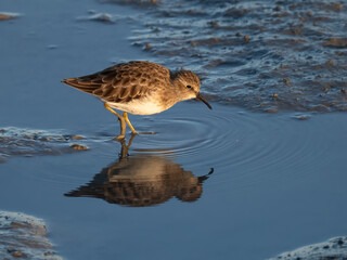 Least Sandpiper in Shallow Water Reflection