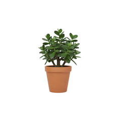 Obraz premium Jade Plant in Terracotta Pot: Perfect Houseplant Photography