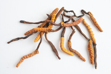 Cordyceps sinensis or Ophiocordyceps sinensis isolated on white background, mushroom herb treatment medicine.