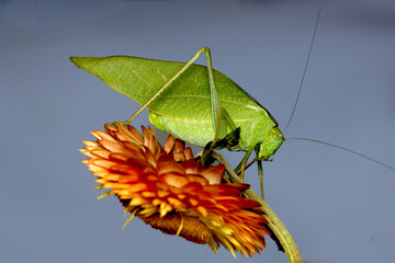 Green Katydid on Orange Dry Flower