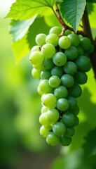 Clusters of green grapes on a verdant background , closeup photography, organic, closeup