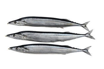 新鮮な３匹のサンマ