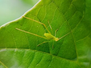 File:Scudder's Bush Katydid (Scudderia sp.) on,leaf